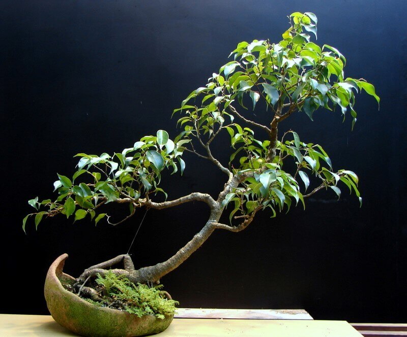 Xu hướng trang trí vườn nhà bằng cây Bonsai mini